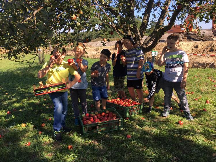 Kinder sammeln Früchte der Streuobstwiese