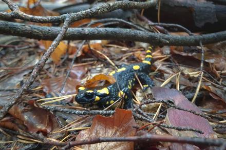 Feuersalamander auf Waldboden mit Laub. Dunkel mit gelben Flecken.