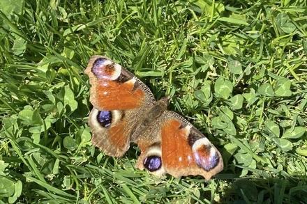 Tagpfauenauge: Falter mit kräftiger roter Farbe und große augen