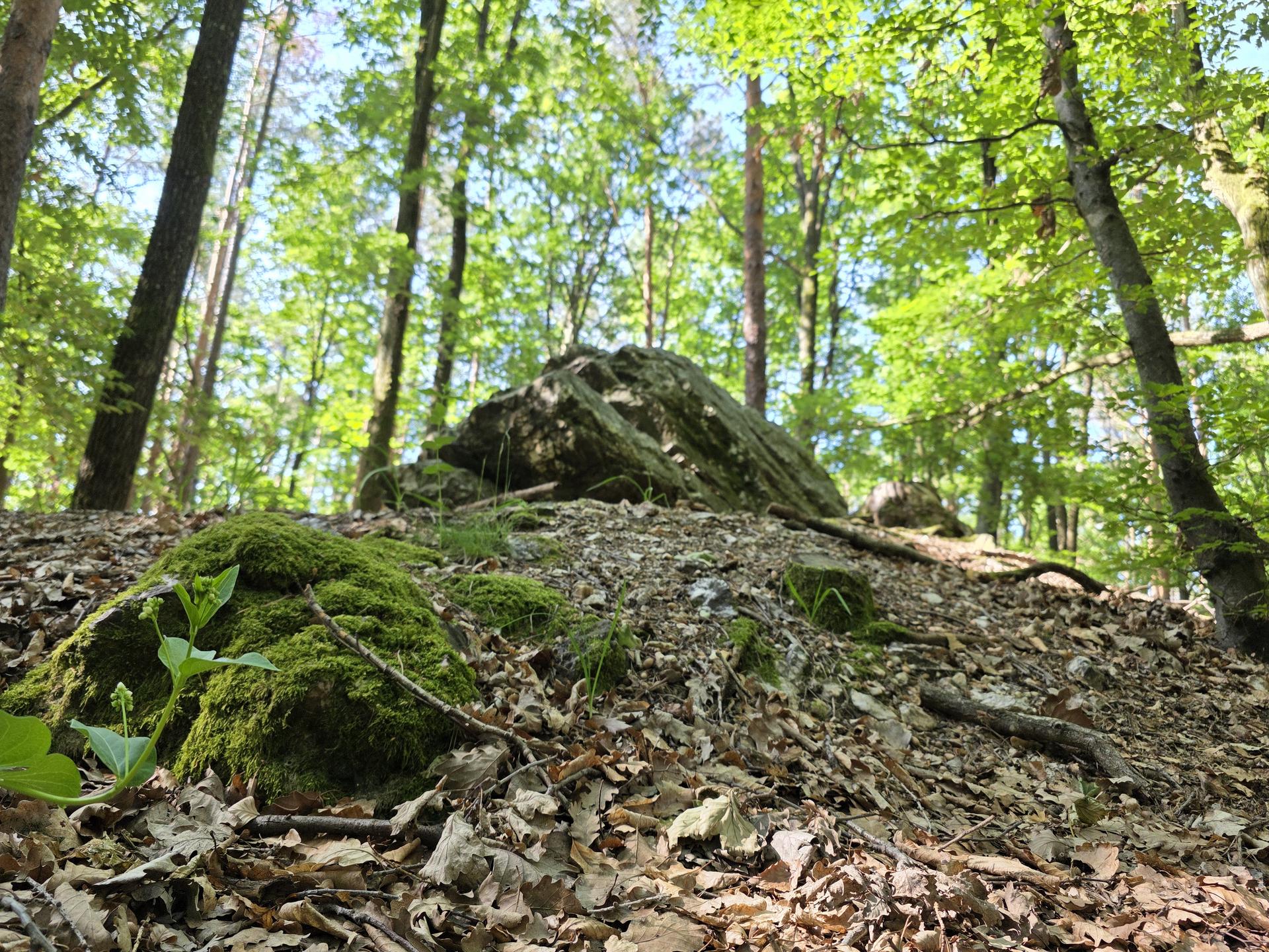 Hexenstein: Felsformation auf Waldboden