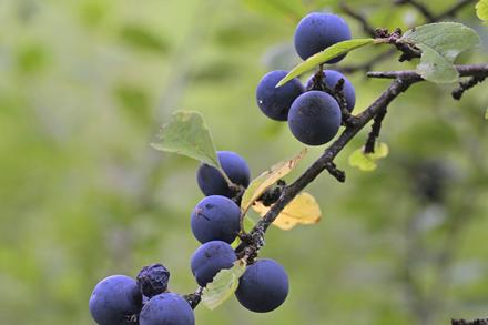 Schlehe mit Beeren