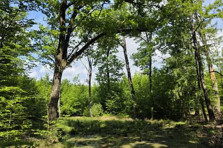 Wald mit Wasserstelle