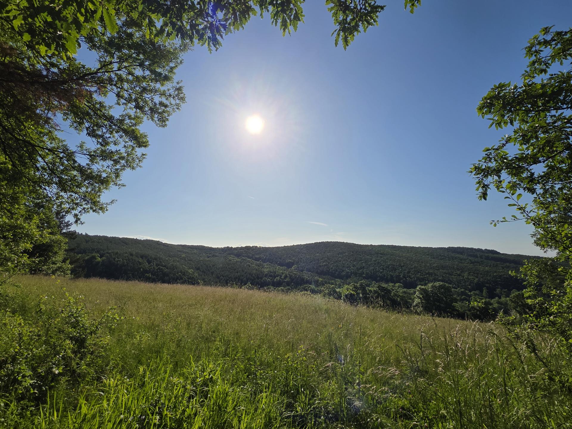 Blühende Wiese mit blauem Himmel und strahlender Sonne.