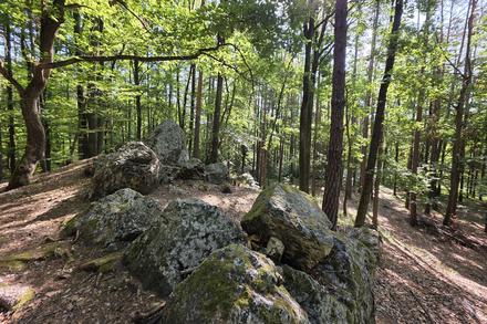 Hexensteine: Wald mit großen Steinen