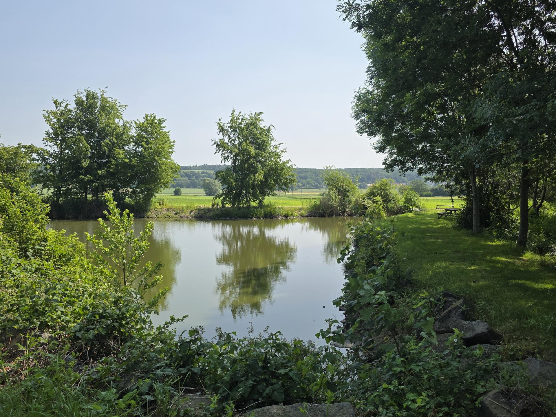 Biotop mit Vegetation, Bäume spiegeln sich im Wasser