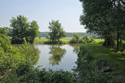 Biotop mit Vegetation