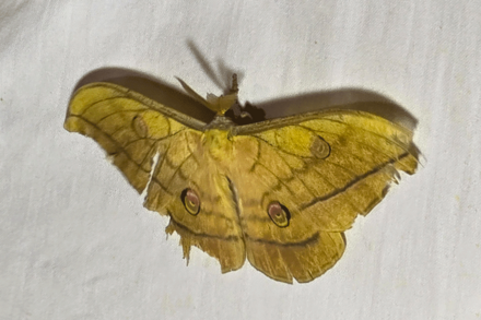 Seidenspinner, großer gelber Falter