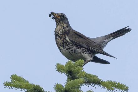 Eine Drossel sitzt auf einem Baumwipfel mit einer Beere im Schnabel