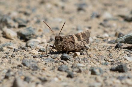 Braune Schrecke sitzend