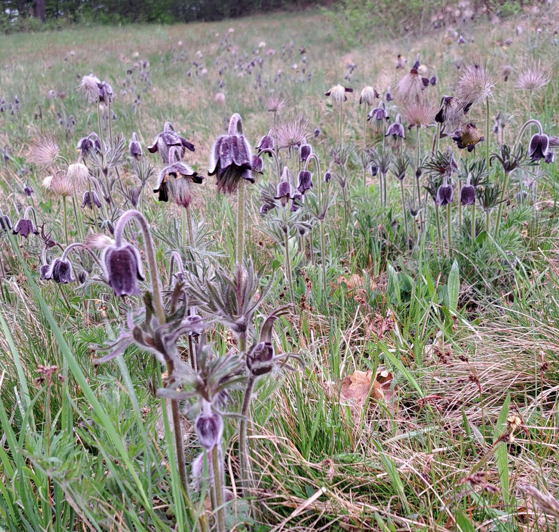Wiesenkuhschelle. Violett blühende Pflanze mit feinen Härchen.