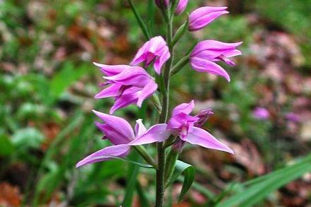 Blume mit lila Blüten