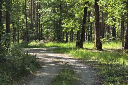 Waldweg mit Sonnenstrahlen