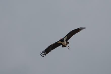 Schwarzstorch fliegend