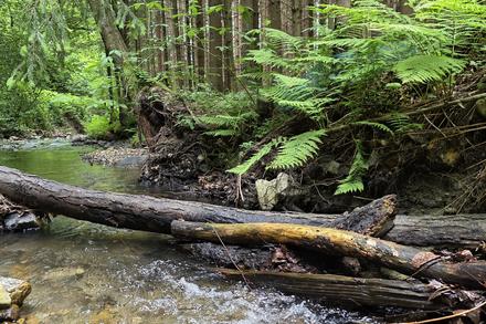 fließendes Wasser mit grüner Vegetation und Totholz