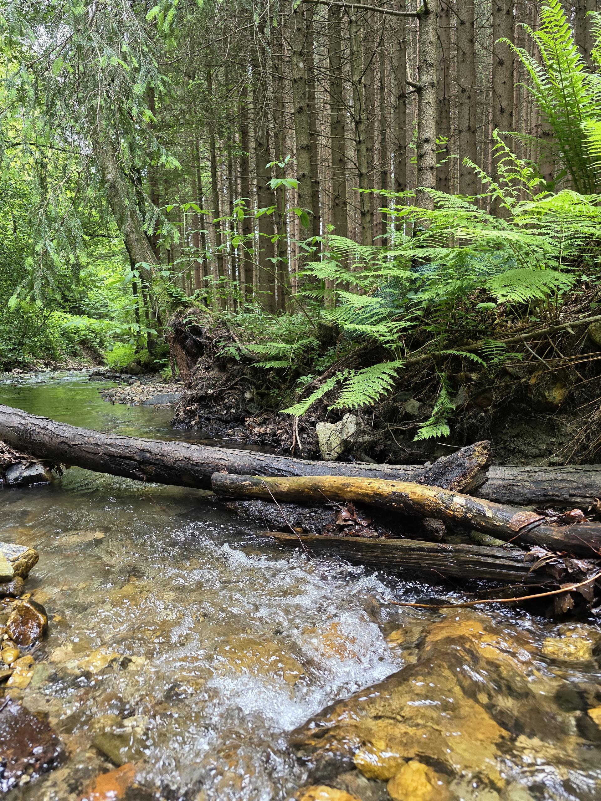 Fließendes Quellwasser, grüne Farne dahinter eine Wald
