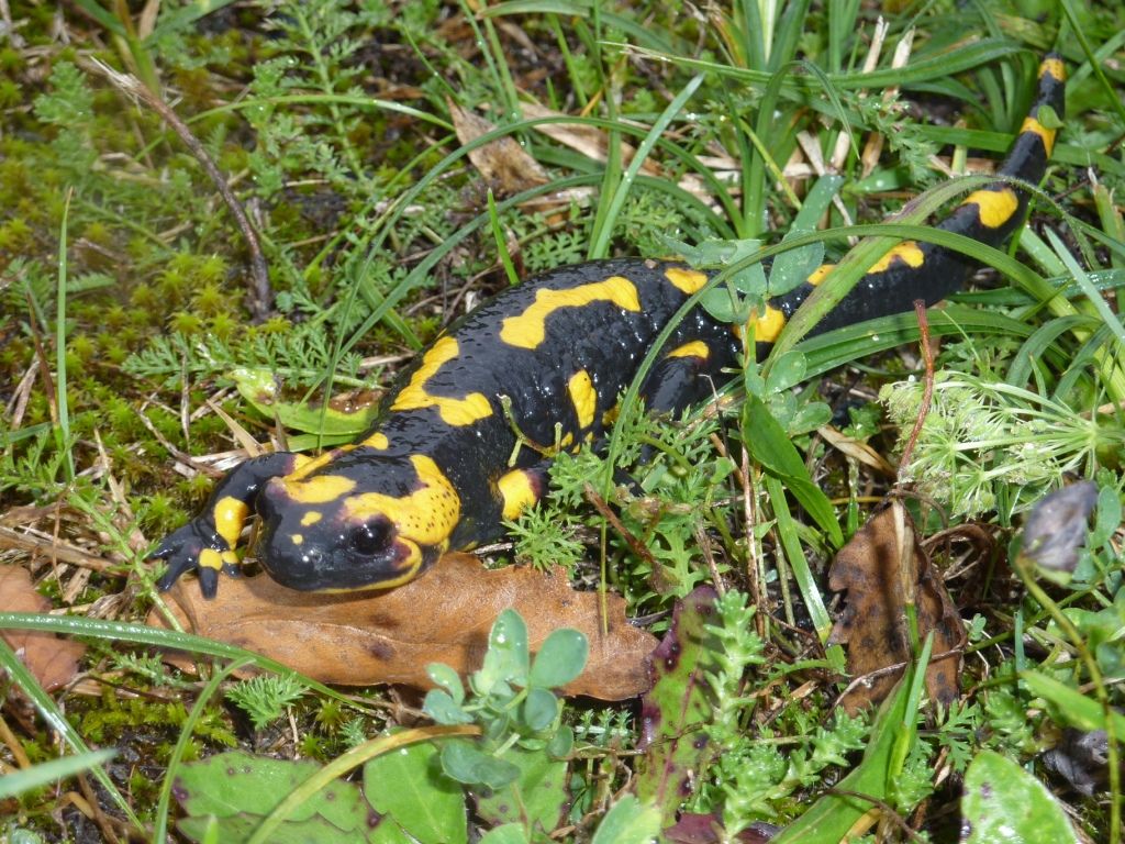 schwarz gelber Feuersalamander