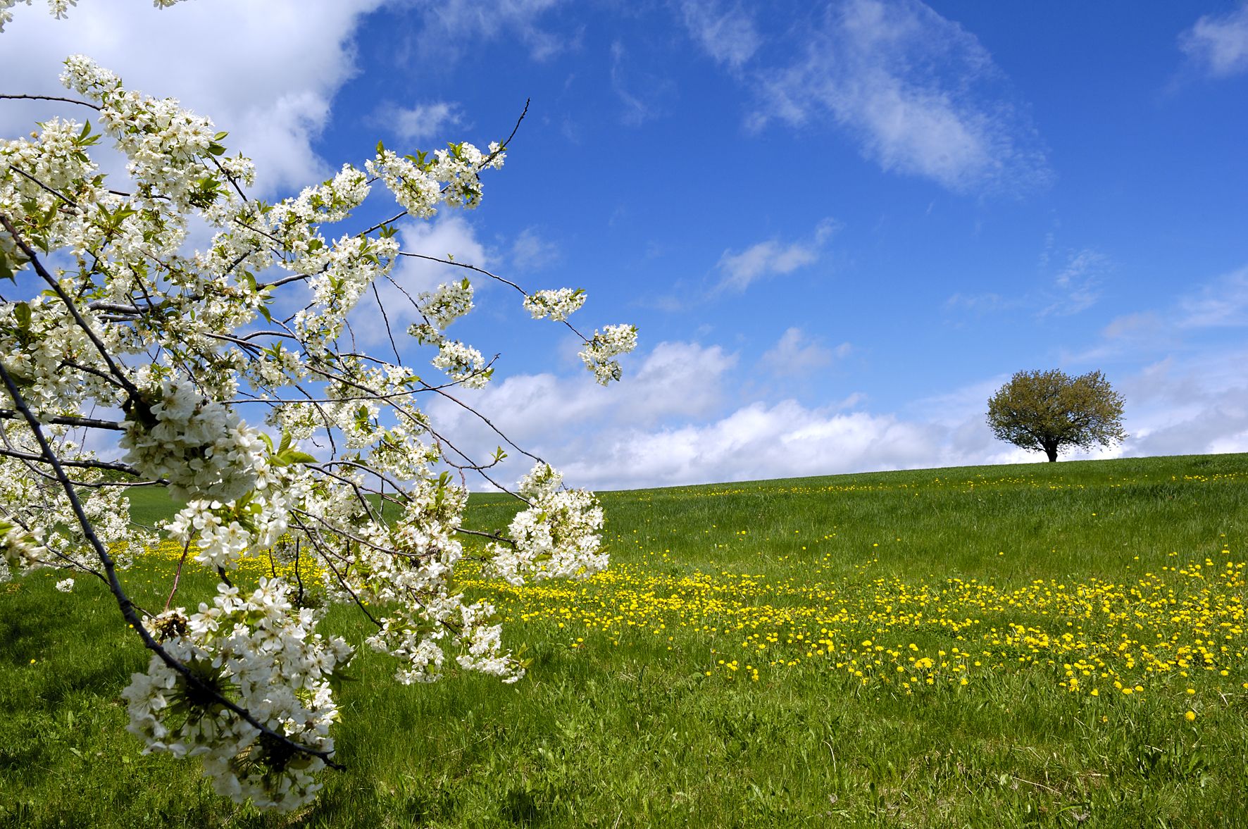 Hügelige Landschaft mit weiter Wiesenfläche und blühendem Baum