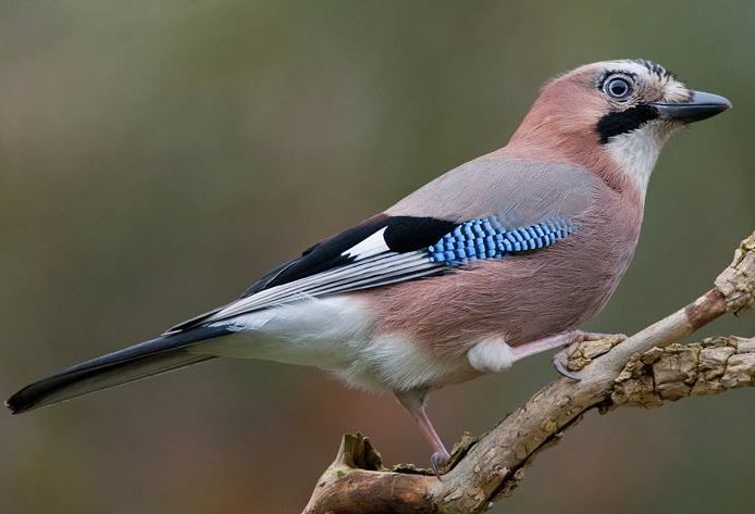 Eichelhäher: farbenprächtiger Vogel