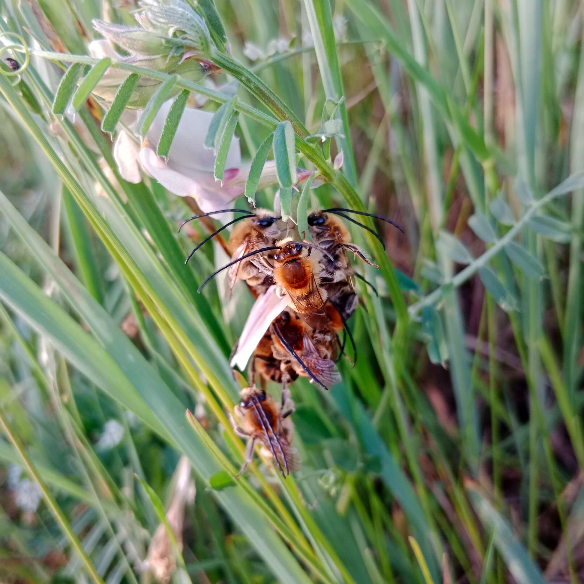 Langhornbienen auf Blume