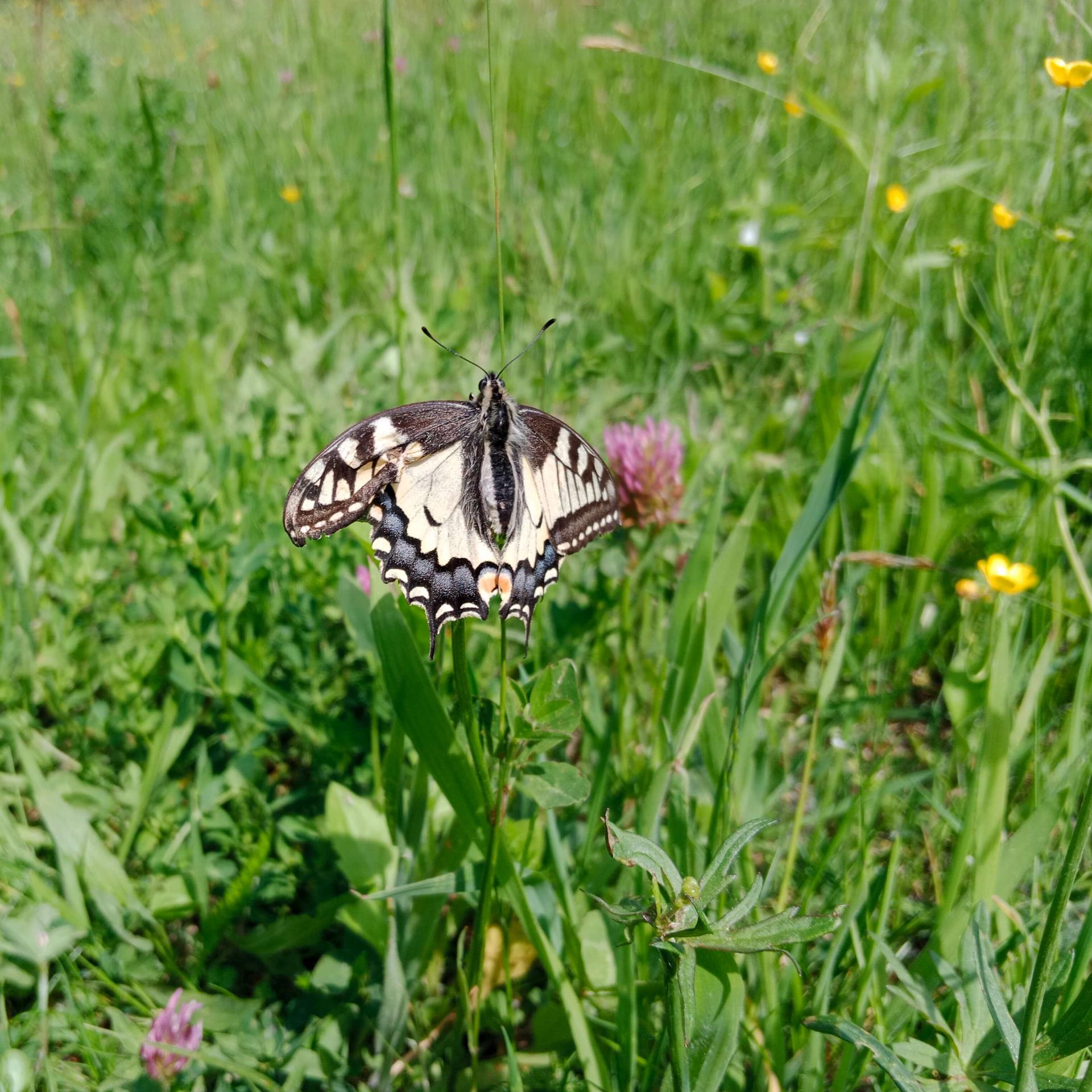 Schwalbenschwanz auf Blume in Wiese