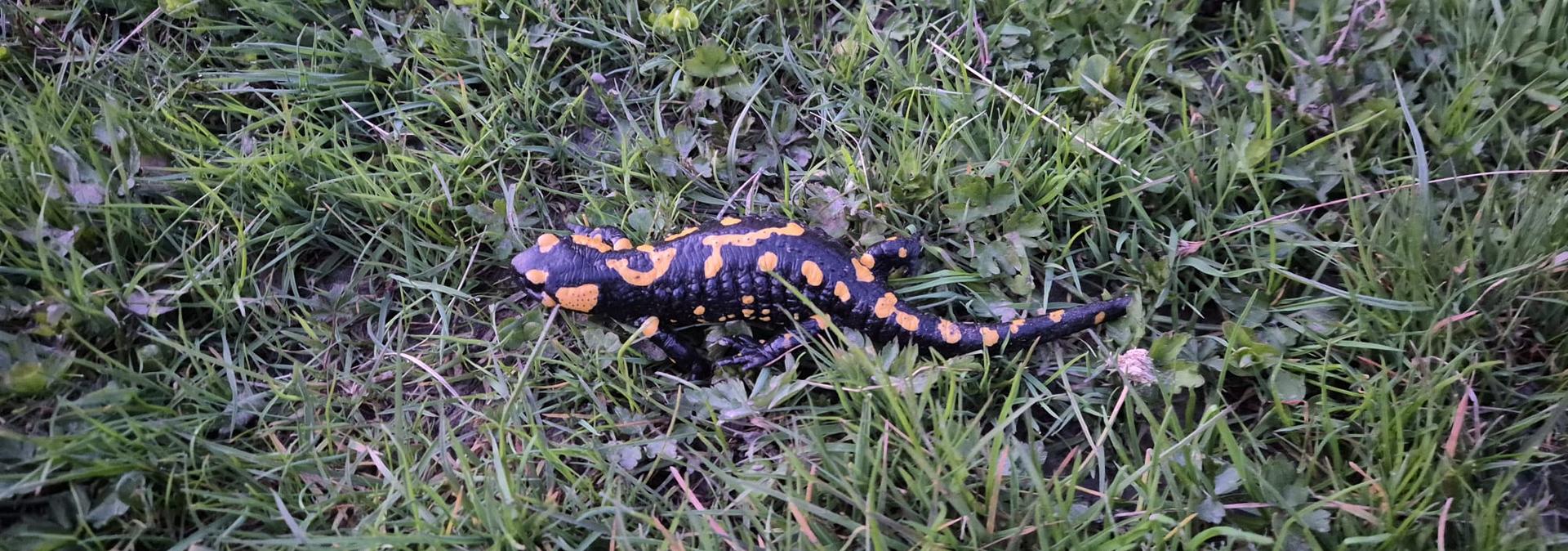 Feuersalamander in Wiese