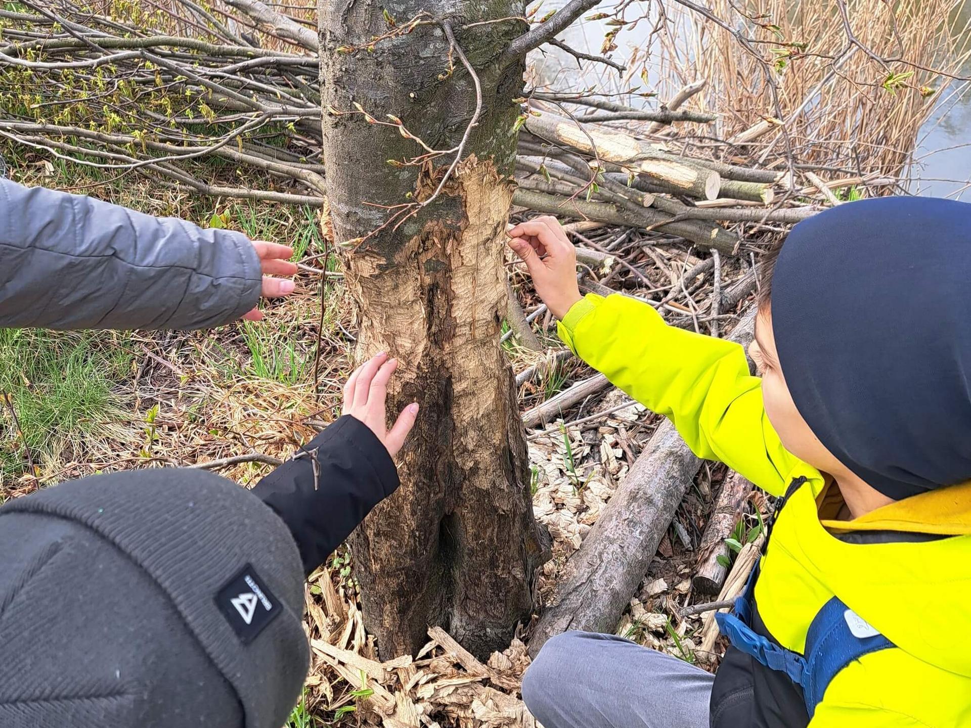 Kinder berühren Bibernagespuren