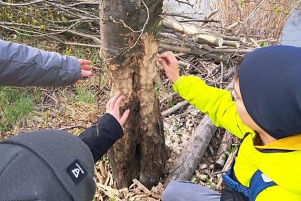 Kinder zeigen auf Bibernagespuren 