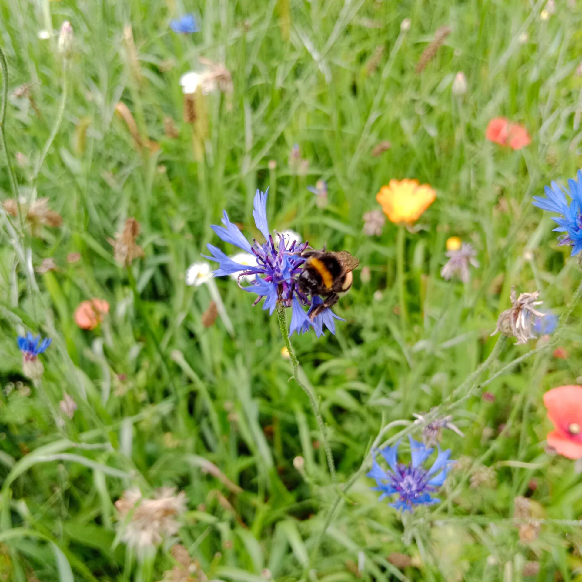 Hummel auf Kornblume in Blumenwiese