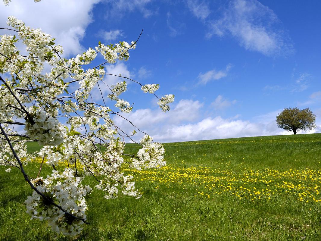 Blühender Baum, saftige Wiese und blauer Himmel