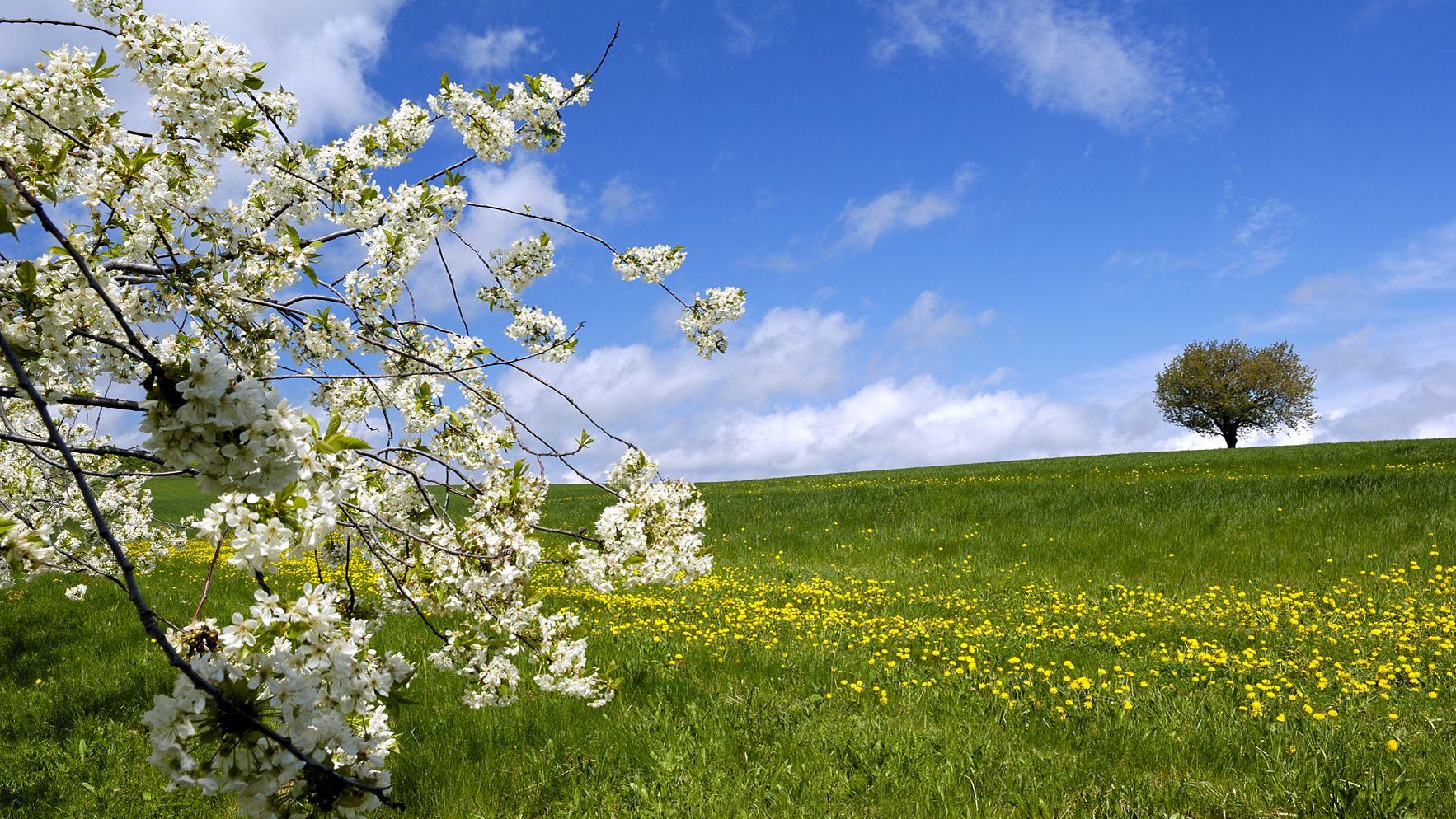 Hügelige Landschaft, grüne Wiese mit blühendem Baum