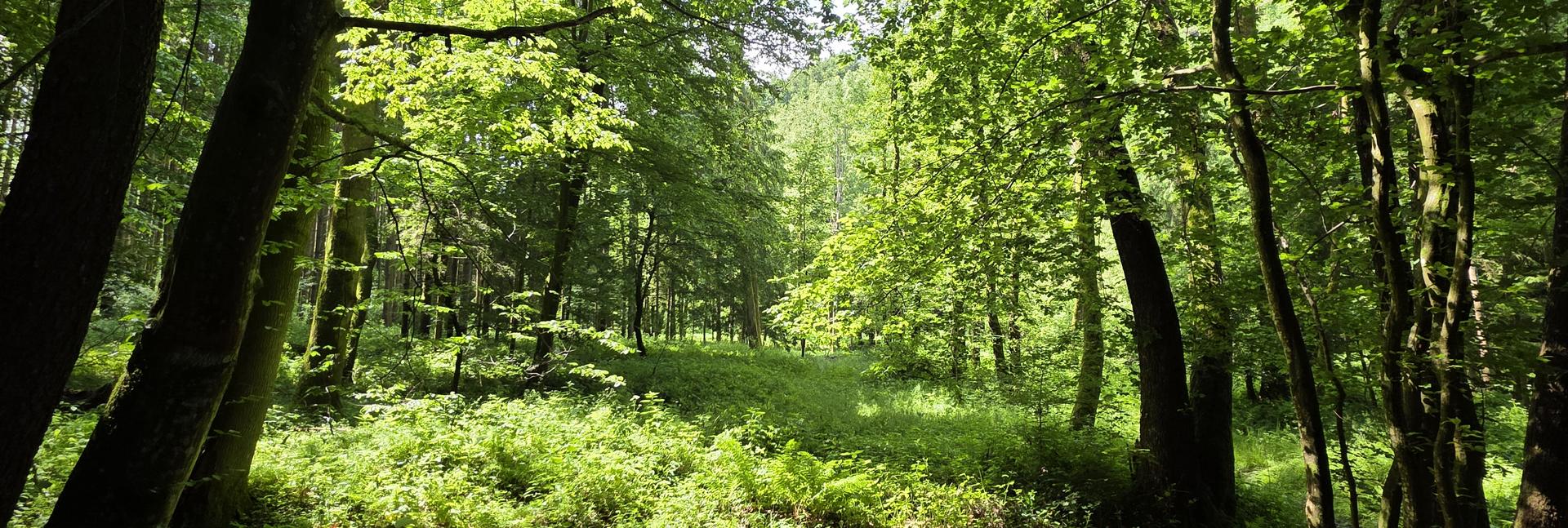 Wald mit Sonnenstrahlen