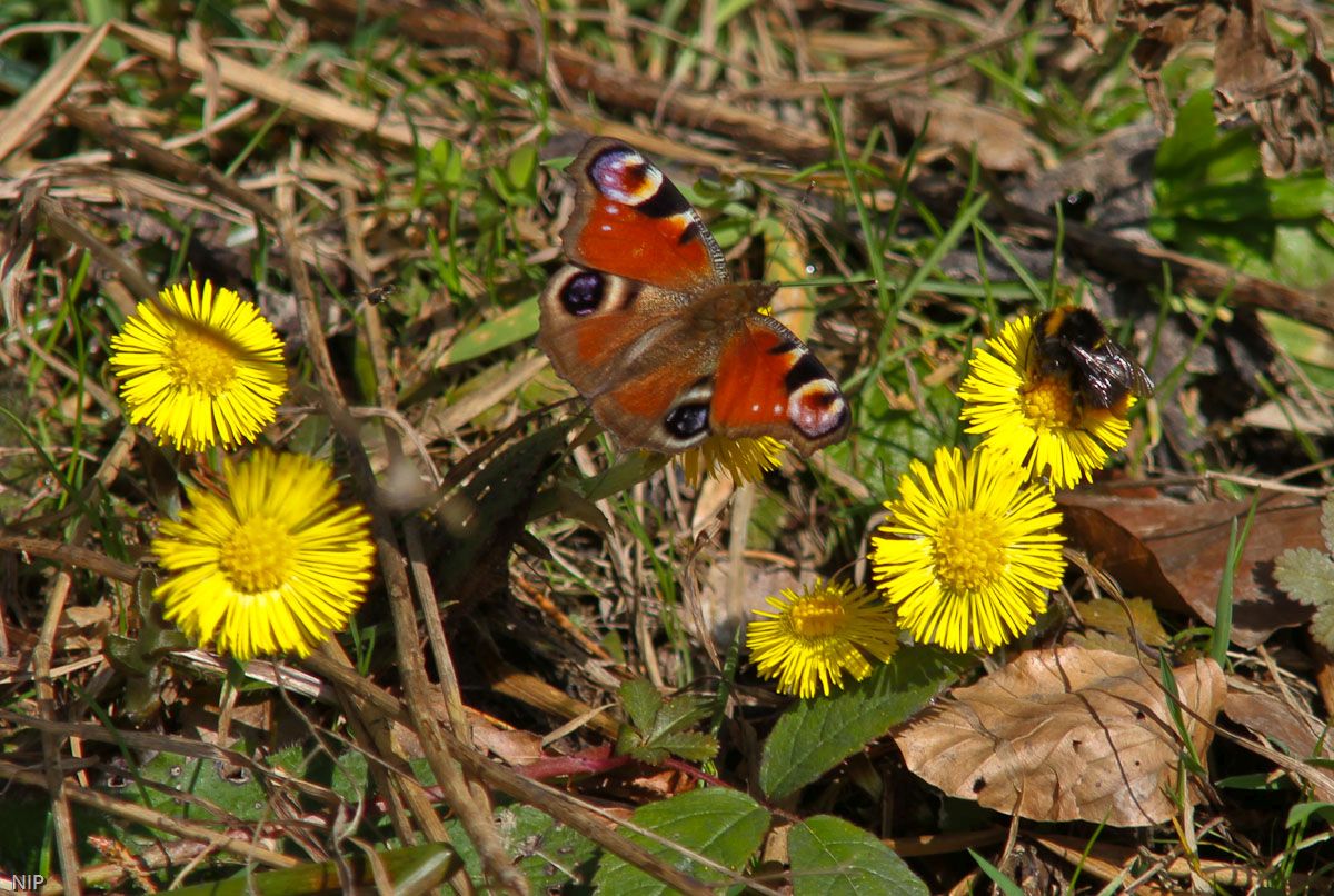 Schmetterling und Hummel auf gelben Blumen